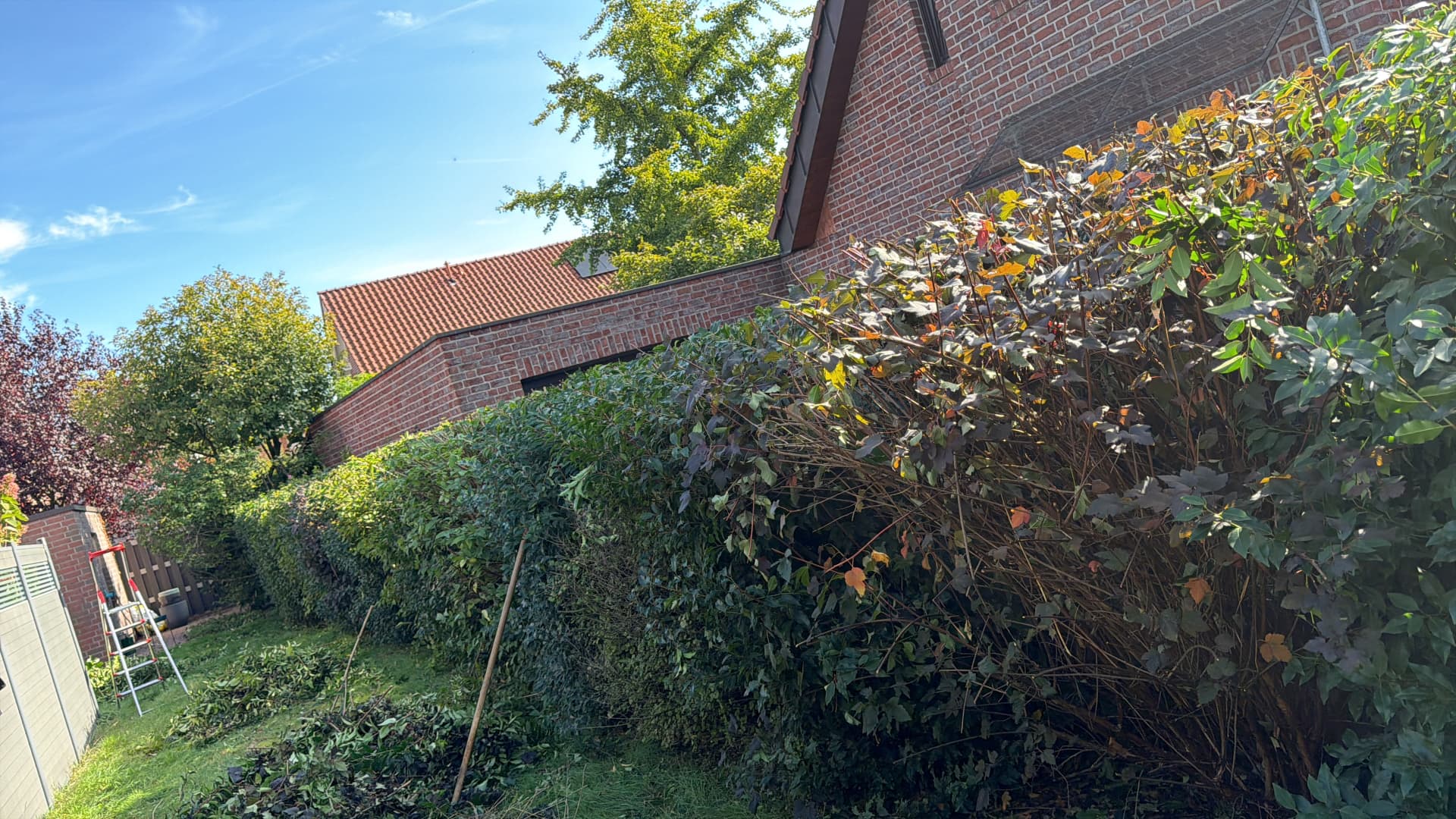 Hecke beim Schneiden im Garten